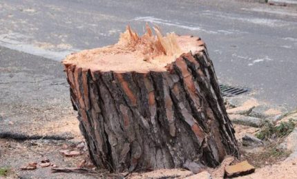 Palermo, tagliati altri altri sei pini tra via Pietro Nenni e via Ugo La Malfa