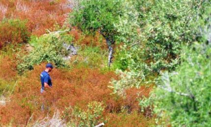 Morti di Viviana Parisi e Gioele, Lavorino: "Esaltano la pista omicidio-suicidio per un piatto di lenticchie"