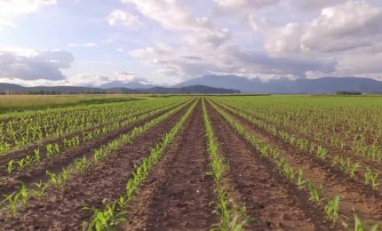 Agroalimentare, infrazione Ue a Italia su pratiche sleali