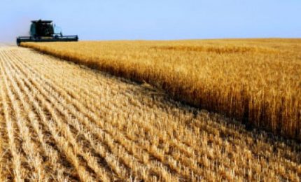 Per la prima volta dal 1860 i produttori di grano duro del Sud e della Sicilia non sono sotto ricatto del Nord/ MATTINALE 467