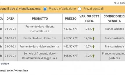 Vola il prezzo del grano duro siciliano: in cinque giorni passa da 40 a 45 euro al quintale!/ MATTINALE 479