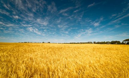 I terreni a grano di Sud e Sicilia? Hanno preso valore perché fanno gola a fotovoltaico e industria della pasta.../ MATTINALE 478