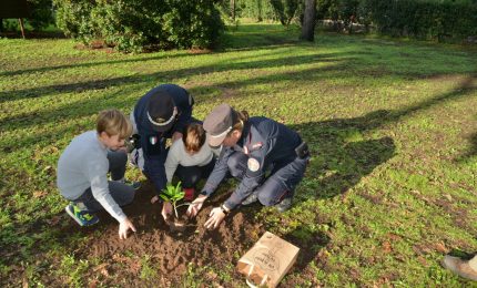 Centinaia di Alberi Falcone donati alle scuole