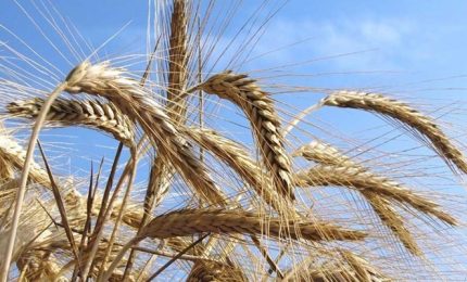 Semine del grano in Sicilia difficili tra piogge, strade provinciali e strade interpoderali non percorribili/ MATTINALE 503