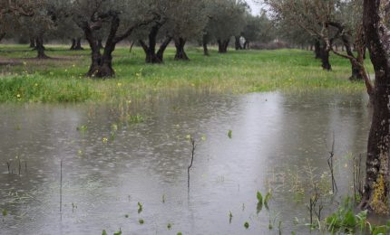 Piogge: Terra e Vita chiede lo stato di crisi per l'agricoltura. Cosimo Gioia: "Applicare il DL 102/2004"/ MATTINALE 507