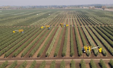 Arrivano gli oliveti coltivati 'a spalliera' come le viti. I pericoli per paesaggio, assetti idrogeologici e qualità dell'olio d'oliva/ MATTINALE 519