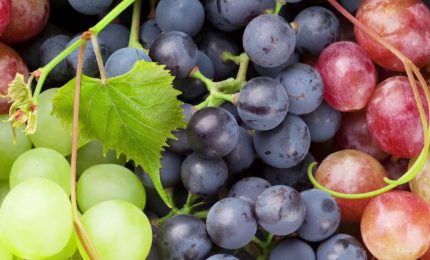 Viticoltura, con Life Green Grapes 50% fitofarmaci in meno