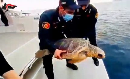 Carabinieri restituiscono al mare di Lampedusa tartaruga marina “Fiamma”