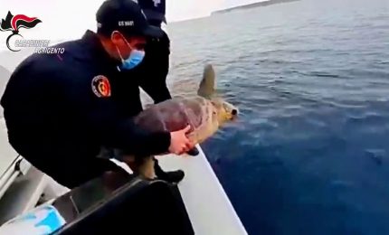 Carabinieri restituiscono al mare tartaruga marina "Fiamma"