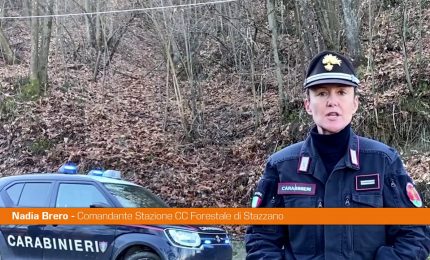 Peste suina, comandante forestale Stazzano "Nessun pericolo per uomo"