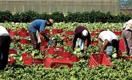 I lavoratori stagionali agricoli rumeni, albanesi, bulgari, polacchi e marocchini preferiscono il Centro Nord Europa all'Italia/ MATTINALE 542