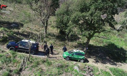 Traffico di animali, 4 denunce e 35 esemplari sequestrati nel Palermitano