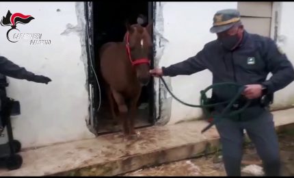 Corsa clandestina di cavalli a Palermo, denunciato secondo fantino