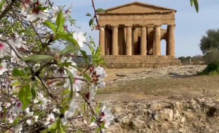 Alla Valle dei Templi lo spettacolo dei mandorli in fiore