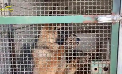 Velletri, sequestrato un allevamento abusivo di cani