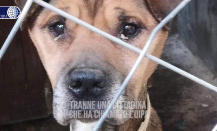 Ragusa, gli animalisti dell'Oipa liberano un cane denutrito