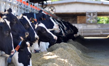 Manca il mais da foraggio e c'è il rischio di dovere abbattere gli animali da allevamento perché non si sa come alimentarli