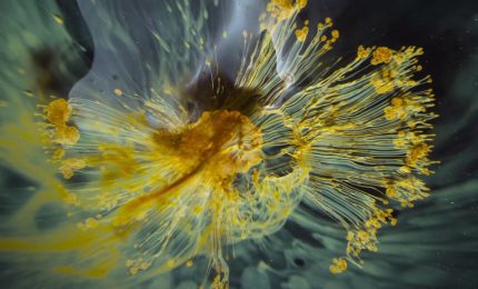 Voyage of Time, il trailer del documentario di Terrence Malick