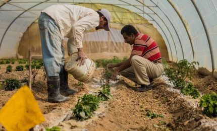 L'allarme FAO: prezzi di cibo e mangimi in aumento del 20% a causa della guerra in Ucrania. Guadagna solo chi vende armi