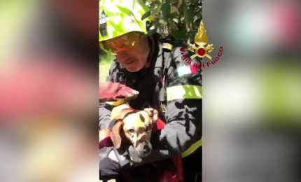 Vigili del Fuoco salvano cane caduto in un dirupo nel Pontino