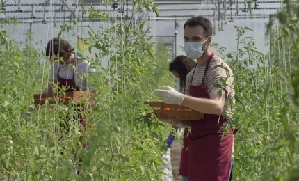 Agricoltura, nel Dl Aiuti misure contro il caro energia