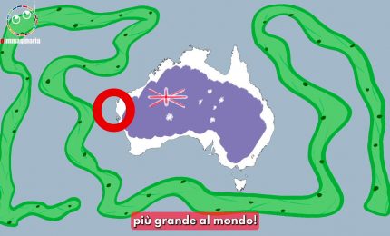 Australia, trovato l'organismo più grande del mondo