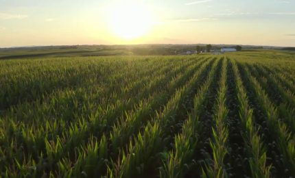 In calo la produzione mondiale di frumento