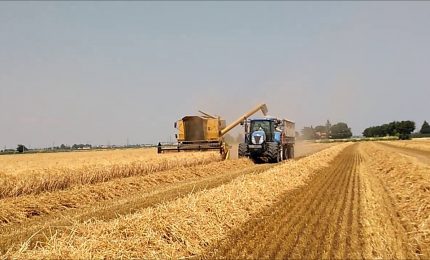 Annata amara per il grano duro siciliano: basse rese, costi di produzione elevati e prezzi insufficienti/ MATTINALE 688