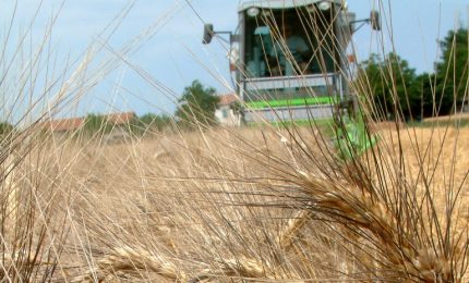 Il prezzo del grano duro che va giù, la CUN non decolla e le elezioni alle porte. La proposta a Futuro Meridiano/ MATTINALE 710