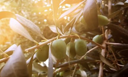 Siccità, annata difficile per l'olivicoltura