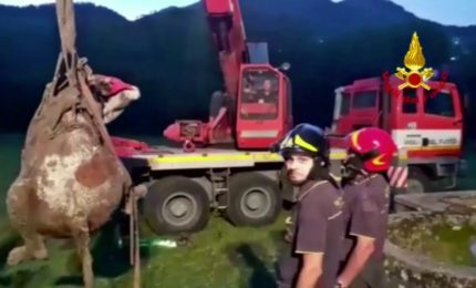 Volo di 15 metri per una mucca dentro un pozzo, salvata