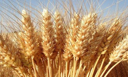 Precipita a 40 euro il prezzo del grano duro in Sicilia forse soppiantato dal grano ucraino 'ricco' di micotossine/ MATTINALE 480