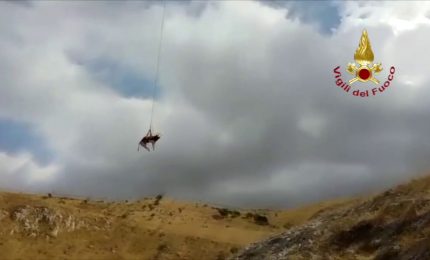 Un toro finisce in un canalone, issato in volo con un elicottero