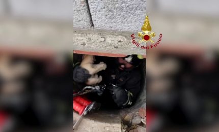 Vigile del fuoco si cala nel pozzo e salva un gattino