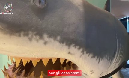 Tante piccole cose per salvare il mare, ecco quali sono