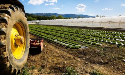 Al Sud e in Sicilia agricoltori piegati dalle bollette. Allevamenti pugliesi rilevati dai tedeschi. E nell'Isola.../ MATTINALE 809