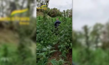 Coltivazione di marijuana, sequestrata area da 2500 mq nel bresciano