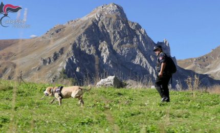 Cuneo, carabinieri forestali a caccia di "bocconi avvelenati"