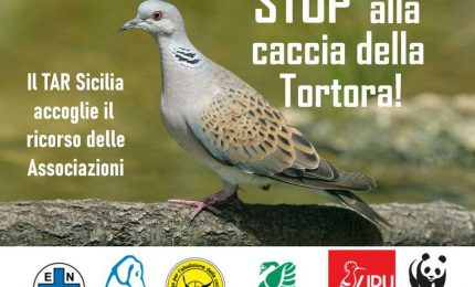 Il TAR Sicilia blocca la caccia alla tortora selvatica