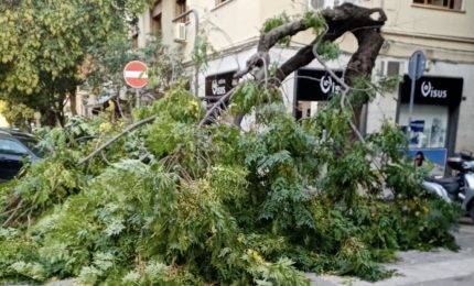 Palermo, cade albero in via XX settembre. Paura ma nessun danno