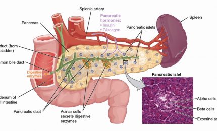 L’autotrapianto per gli interventi sul pancreas