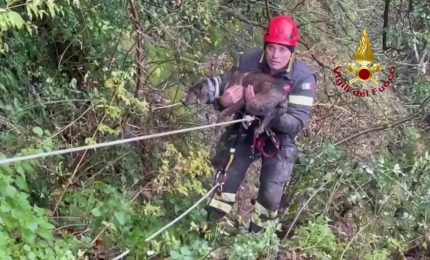 Cane in un dirupo nel bolognese, le immagini del soccorso