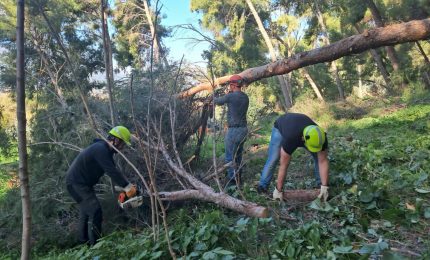 Avviati i lavori di rimboschimento nel Parco della Favorita a Palermo