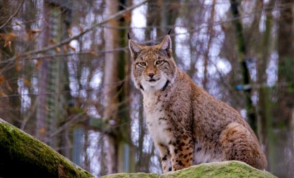 Al via un progetto per salvare la lince