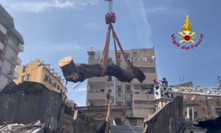 Rimosso albero caduto al Mercato delle pulci di Palermo