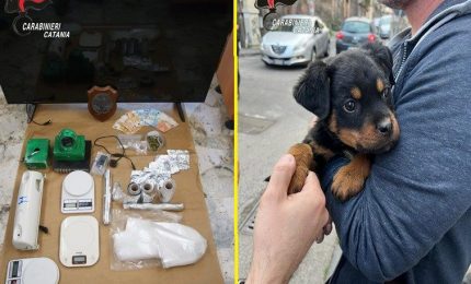 Il cucciolo “Dante” a difesa del fortino della droga, 5 arresti a Catania