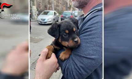 Il cucciolo “Dante” a difesa del fortino della droga a Catania