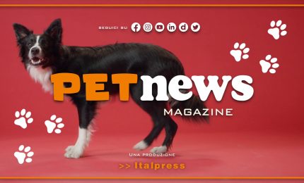 PetNews Magazine - 12/12/2023