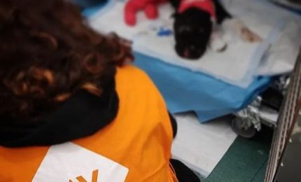 E’ morto Aron, il cane legato e bruciato vivo a Palermo