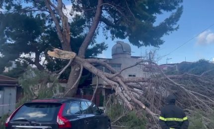 Maltempo a Palermo, così il vento spezza un grosso albero